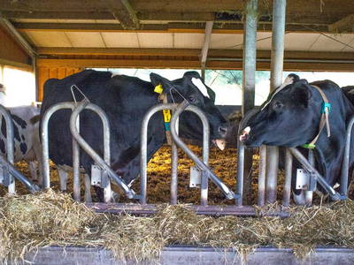 Bild 15 aus  Ferienhof Neher