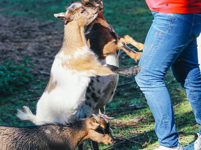 Bild 5 aus  Familienhof Brüning