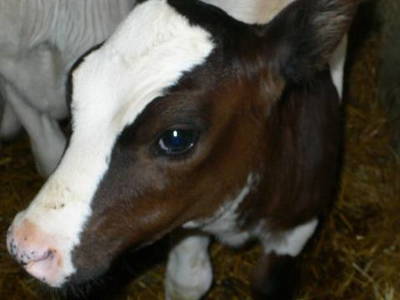 Bild 9 aus  Hummelhof