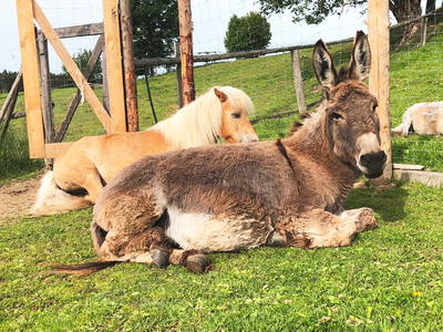 Bild 36 aus  Weidererhof