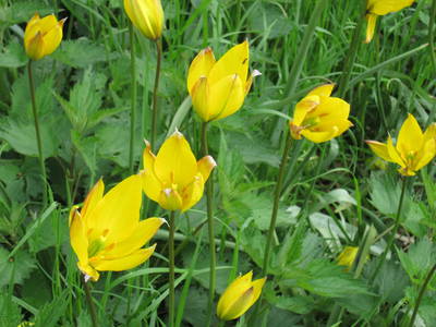 Bild 21 aus  Lindenhof