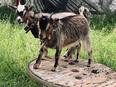 Bild 10 aus  Ferienhof Gomm