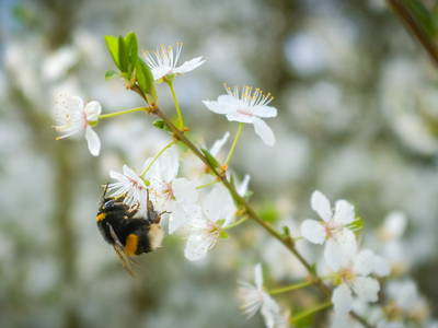Bild 9 aus  Kunterbunthof – Landurlaub am Künstlerhof in Ostseenähe
