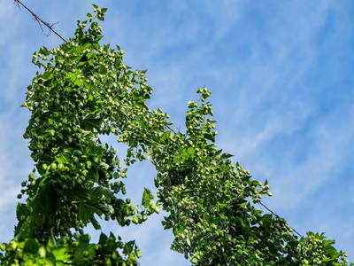 Bild 17 aus  Hofgut Willburger