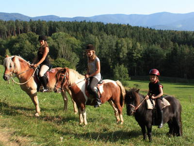 Bild 13 aus  Schlosshof - der Urlaubsbauernhof