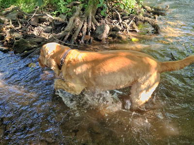 Milo in der nahegelegenen Bach