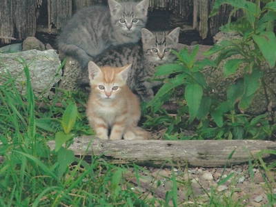 Bild 11 aus  Ferienhof Lang