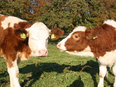 Bild 13 aus  Herbstbauernhof