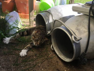 Bild 5 aus  Ferienresidenz Glück auf dem Lande