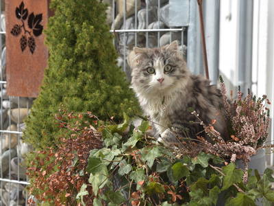 Katerchen Hugo freut sich auf Streicheeinheiten