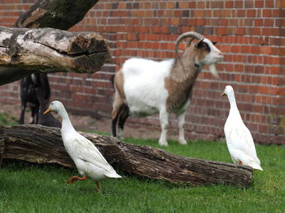 Bild 4 aus  Cohrshof