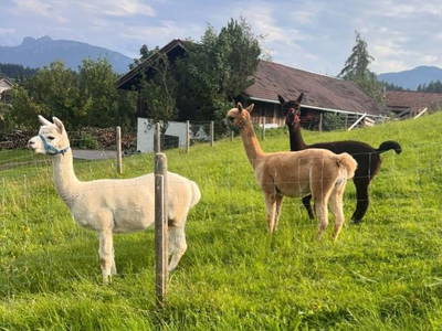 Bild 7 aus  Ferienhof Weißenbach