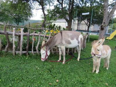 Bild 8 aus  Naurather Ferienhof