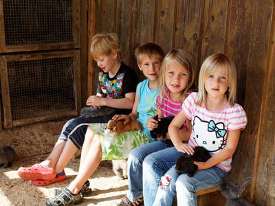 Im Kaninchen und Meerscheinchengehege