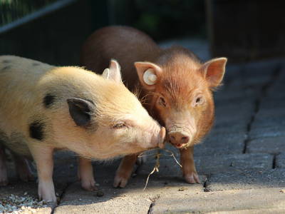 Bild 23 aus  LandSelection Grieshof