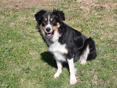 Bild 16 aus  Bauernhof Rupertiblick