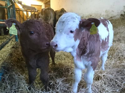 Bild 27 aus  Ferienhof Lochau