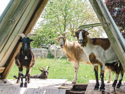 Bild 12 aus  Ferienhof Conrath