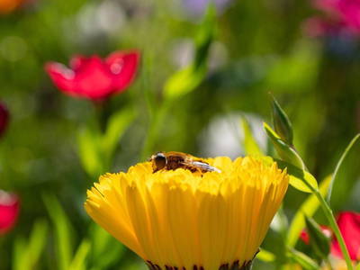 Bild 145 aus  Allgäu Bergferienhof