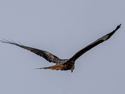 Bild 55 aus  Tannenhof