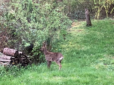 Immer wieder kommt Besuch aus dem Wald vorbei