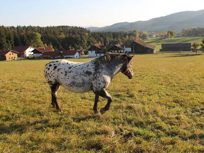 Bild 2 aus  Erlebnisbauernhof Achatz