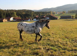 Erlebnisbauernhof Achatz aus Arnbruck