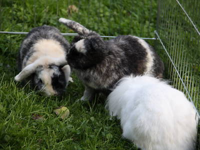 Kleintiere zum streicheln