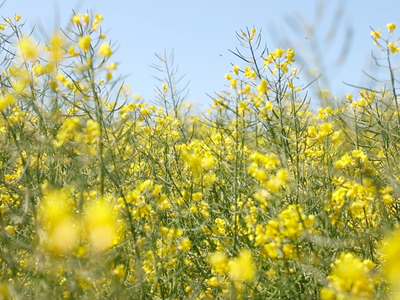 Bild 35 aus  Hofbude Fehmarn