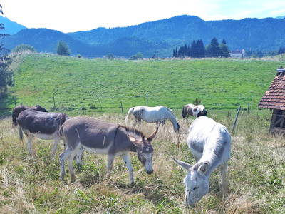 Bild 17 aus  AllgäuMax