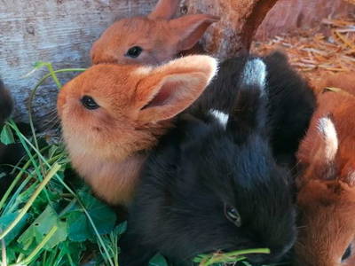 Bild 9 aus  Spörlhof