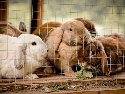 Bild 10 aus  Nengshof – Natururlaub in der Eifel