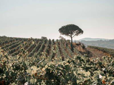 Bild 16 aus  LandSelection Weingut "IL PALAGIO"