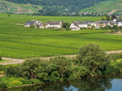 Bild 20 aus  Weingut Winnebeck inmitten der Weinberge