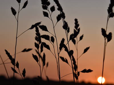 Bild 25 aus  Ferienhof Rickerts