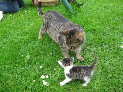 Bild 10 aus  Winklerhof-Kinderlandbauernhof, Familie Esterer