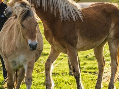 Bild 4 aus  Ferienhof Ostarle