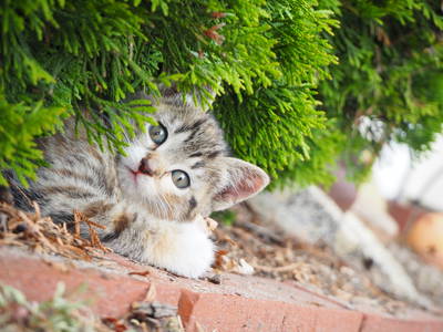 Bild 5 aus  Ferienhof Wübbold