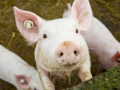 Bild 6 aus  Ferienhof Ebsen