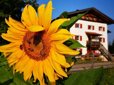 Bild 5 aus  Wastlhof  Urlaub auf dem Bauernhof