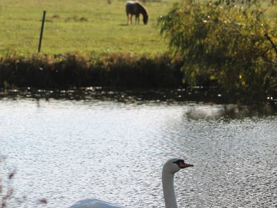 Bild 44 aus  Gut Sommereichen