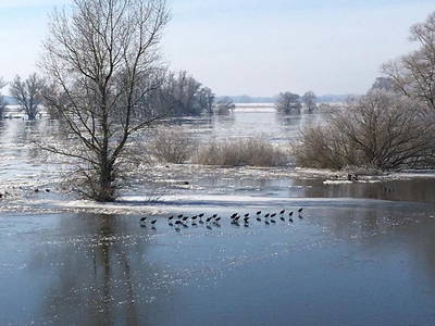 Winterhochwasser in der Elbtalaue