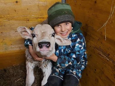 kuscheln mit den lieben Kälbern