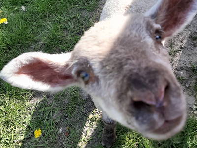 Bild 28 aus  Ferienhof Claußen