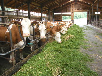 Bild 17 aus  Barmbichlhof