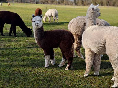 Bild 9 aus  Tiny House trifft Alpaka-Traum – Natururlaub mal anders!