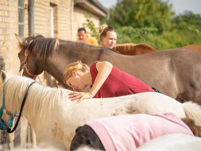 Bild 40 aus  LINDENHOF- BAUERNHOFURLAUB / OSTSEENÄHE