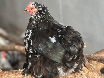 Bild 22 aus  Rancone Lodges