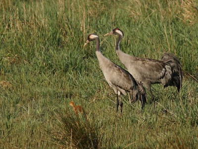 Bild 10 aus  FreiRaum Dargow – Radler willkommen