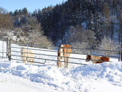 Bild 47 aus  LandSelection Ferienhof Zur Hasenkammer